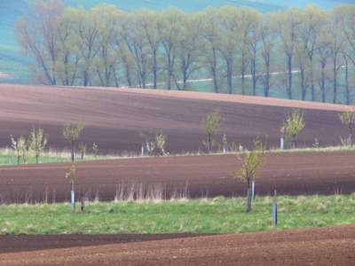 Hnědá a stromořadí