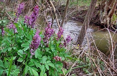 U Metuje, nedaleko Petrovic*