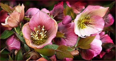 Čemeřici zima nevadí