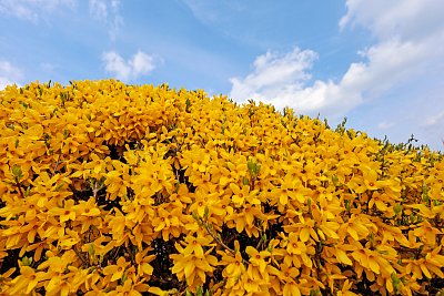 Slunce a déšť ... tak trochu protimluv