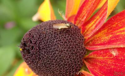 Macro - muška jenom zlatá