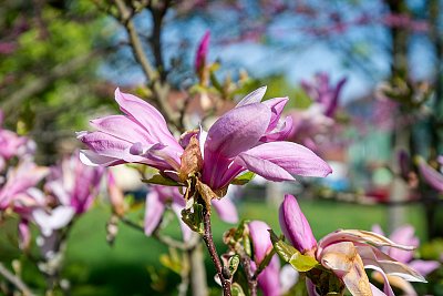 Magnolie