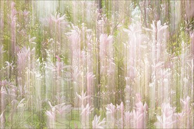 Magnolie trochu jinak