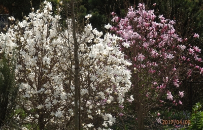 Magnolie na zahrádce