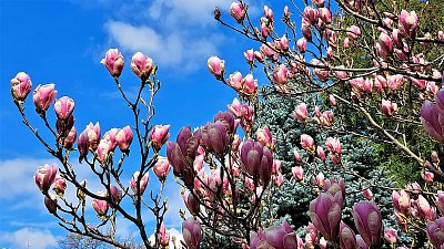 Magnolie před rozkvětem