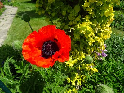 Mák orientální...