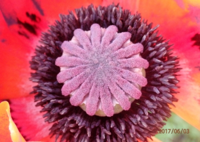 Makro- Papaver orientalis