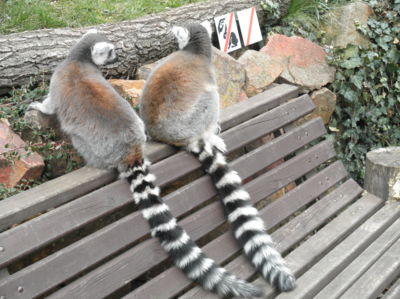 Jen ty a já (lemuři v pražské ZOO)