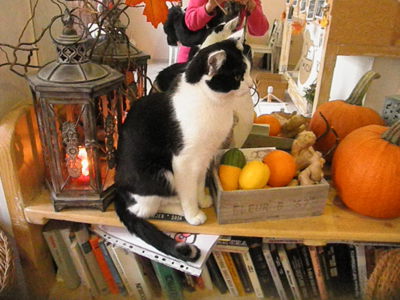 V "kočičí" kavárně