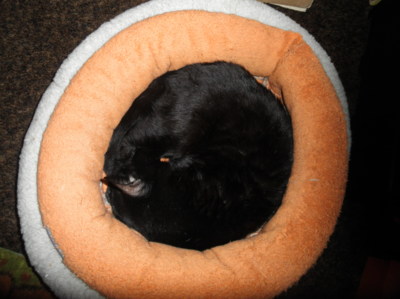 Já nejsem koláček s mákem!