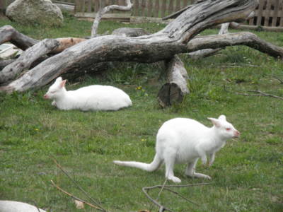 Zoo Tábor