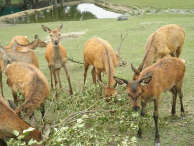 Zoo Tábor