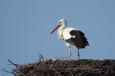 Mikulka 2026 zdraví íčko
