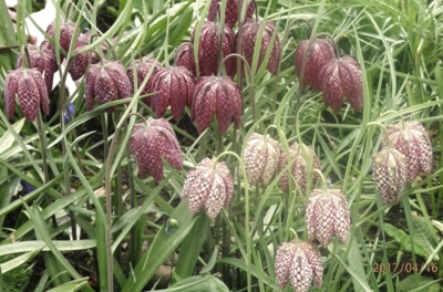 Místo zvonů,co odletěly do Říma