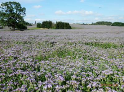 Modrá,kam se podíváš