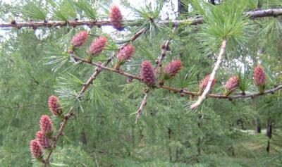 Budoucí modřínové šišky