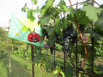 Tady hlídám Já....