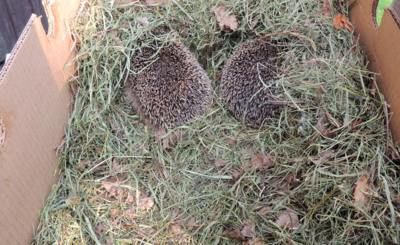 Přežili u nás zimu, a teď do zahrady