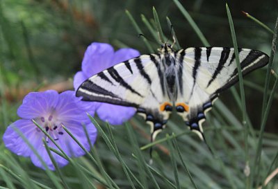 Přiletěl k nám Otakárek...