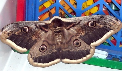 Můra místo motýla:)