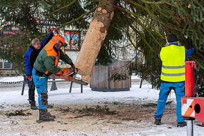 Příprava vánočního stromu