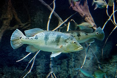 Akvarijní ryba