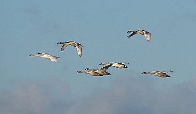 Leden odlétá na křídlech labutích