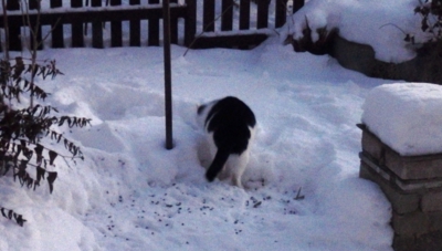 Na lovu pod krmítkem