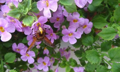 Na návštěvu přiletěla pestřenka sršňová *