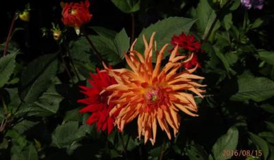 Na podzim,když kvetou jiřiny