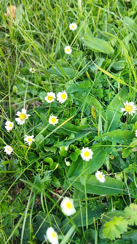 Na sedmikrásky podzim neplatí
