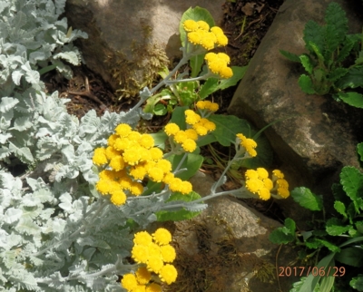 Na skalce vždy něco kvete