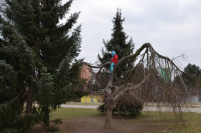 Prvňáček na stromě před školou