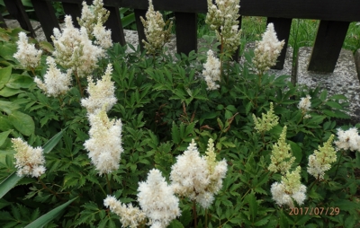 Nakvétající Astilbe