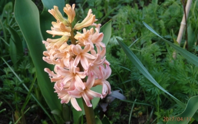 Nakvétající Hyacint