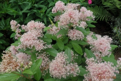 Nakvetlá spododěř