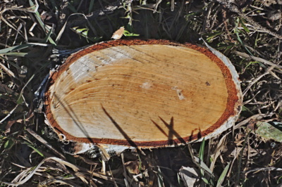 Namazat a dobrou chuť