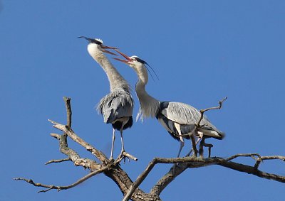 Námluvy u volavek *