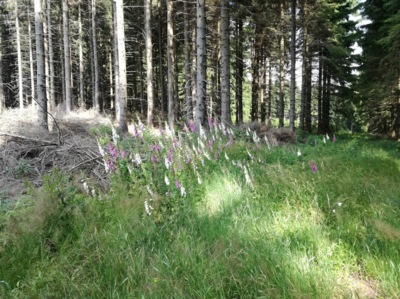 Náprstníky v Orlických horách