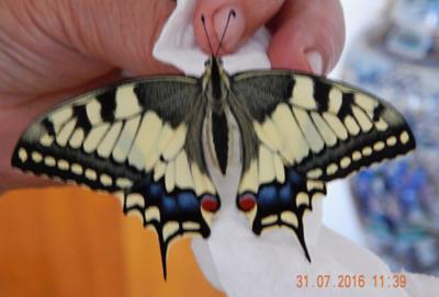 Z housenky až do krásy