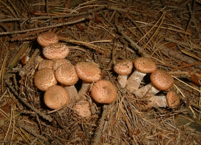 Nasdtává čas václavek...