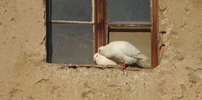 Neboj se, budu něžný Bílí holoubci