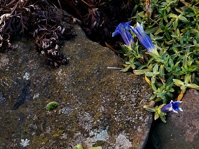 Nedočkavý hořec...