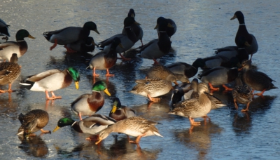 Nejsme opilé,len to klouže