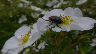 Nenažranec jeden hned  po ránu
