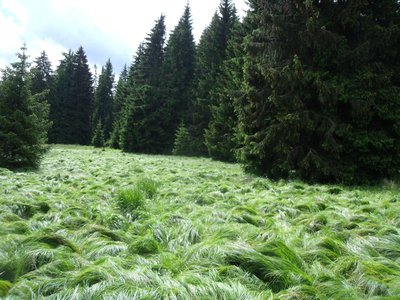 Není zelená jako zelená