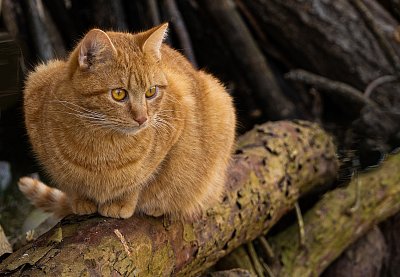 Nerušit, číhám ... !