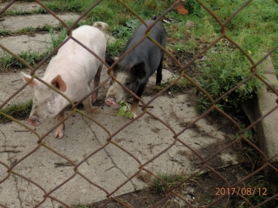 Neseš nám svačinu?