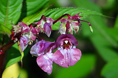 Pro Zdenku Ž. k zítřejším narozeninám