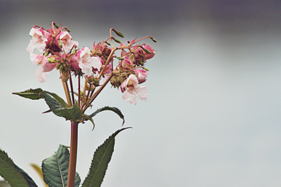 Netýkavka žláznatá